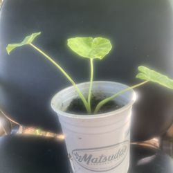 Plant Elefant $5