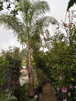 Palm tree