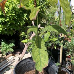 Avocado Plant 31$
