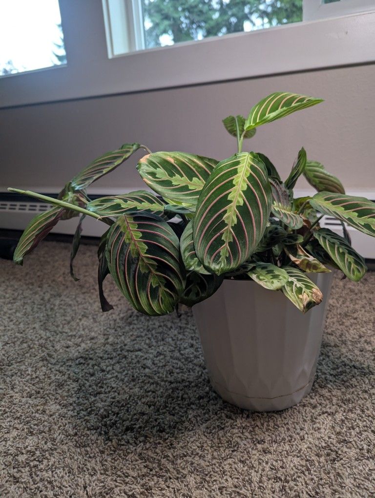 Potted Prayer Plant