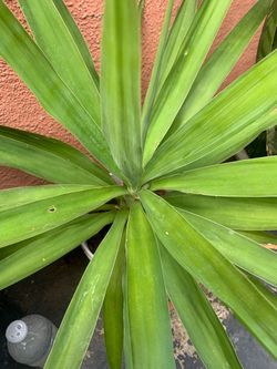 Yucca Plant