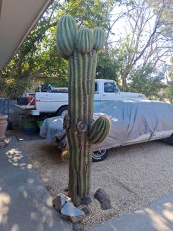 Argentinian Saguaros