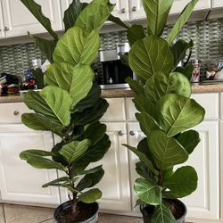 $50 Each Fiddle Fig I Have 4 Right Now, There In Or Out Door Plant, They Go Fast 