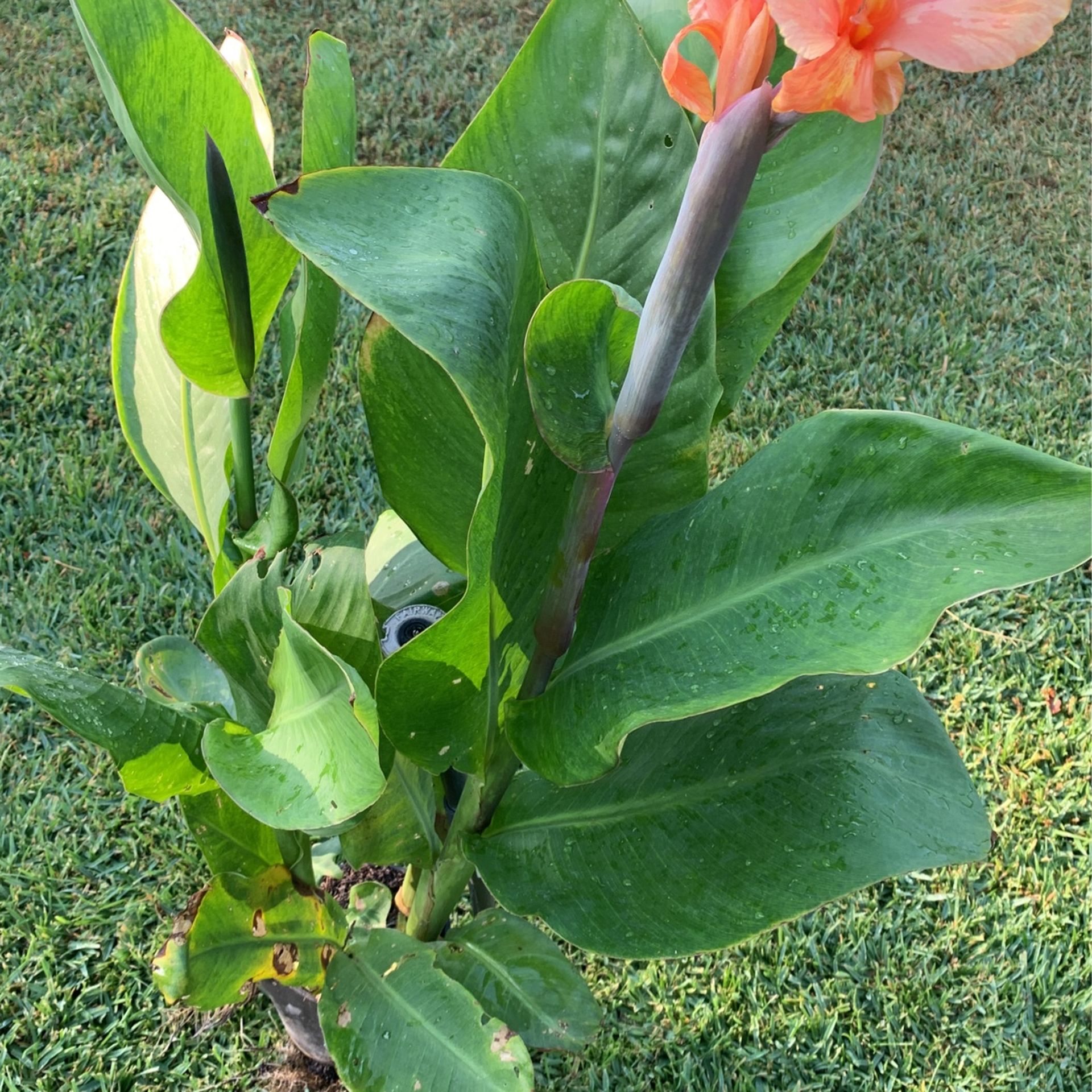 planta de Coyol matizado