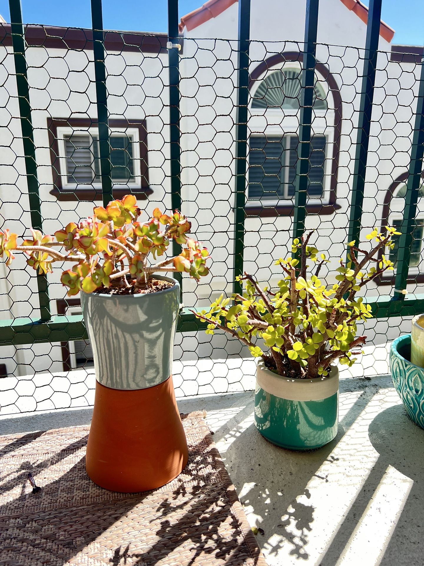 Assorted Succulents & Pots