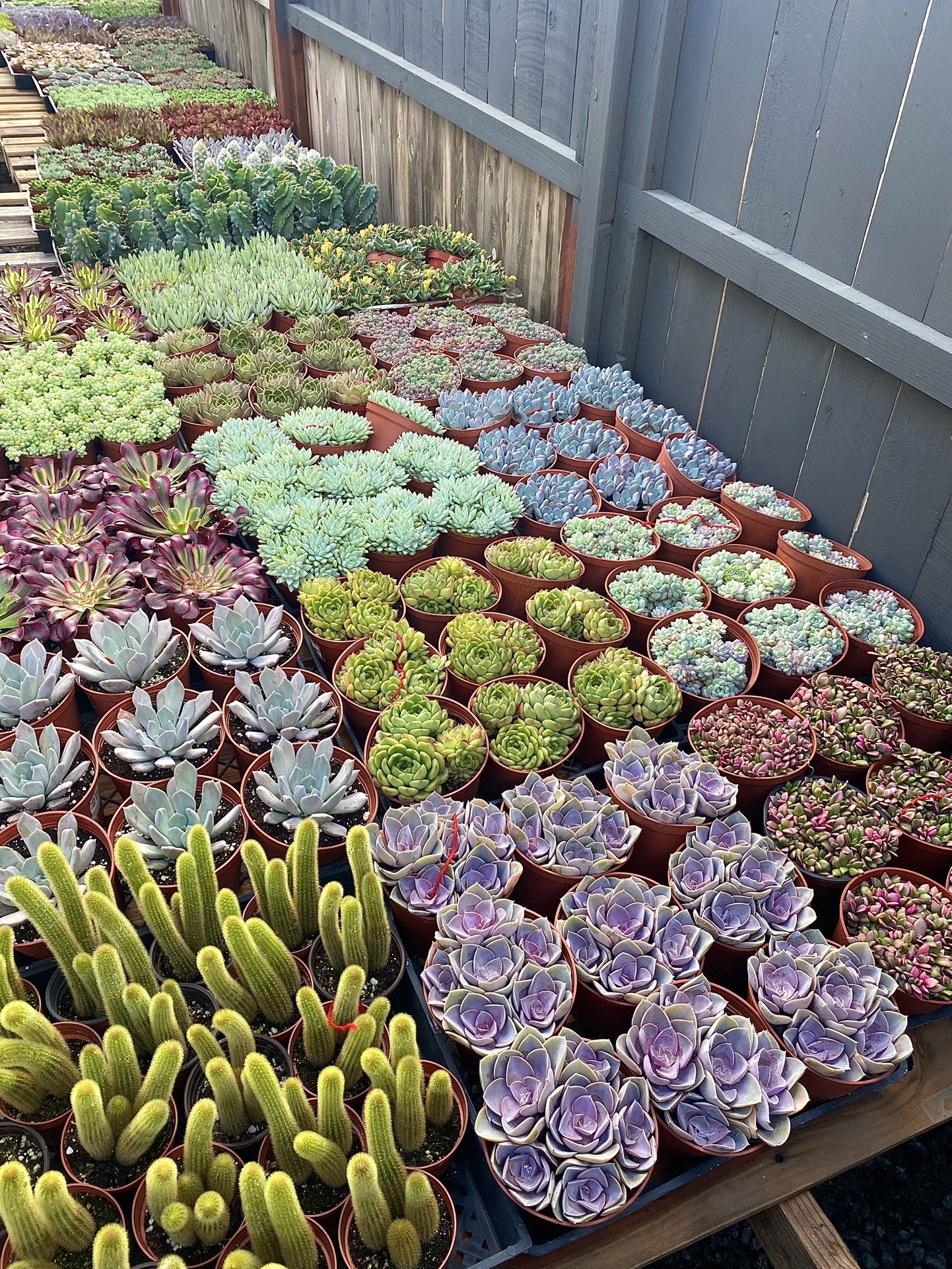 Succulent Nursery
