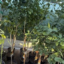 Lemon 🍋Lisbon Trees 5F The Tall $55 Each Price Firm 