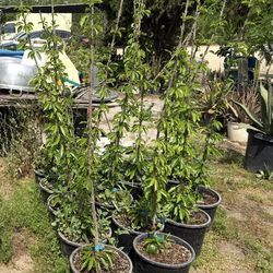 Stella Cherry Trees/ Árboles De Cherries $40 each