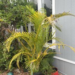 Dypsis Lutescens