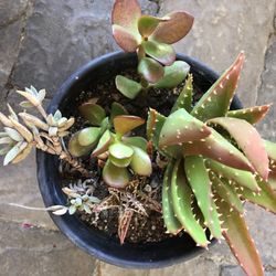 Several Different Succulents In One Planter 
