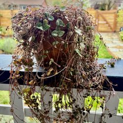 String of Heart Plant in Terracotta