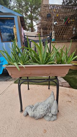 ALOE VERA LIQUIDATION