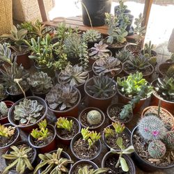 Various 4” Succulent, Cacti And Plants