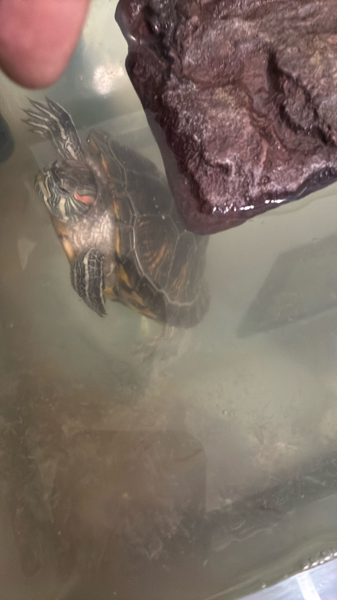 Busco nuevo hogar para mi tortuga 🐢