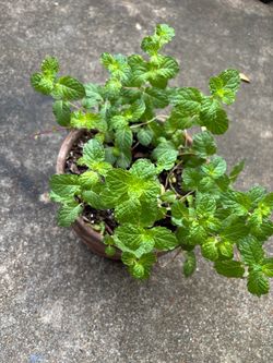 Menta planta