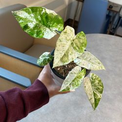 Alocasia Batik ( High Variegation) 