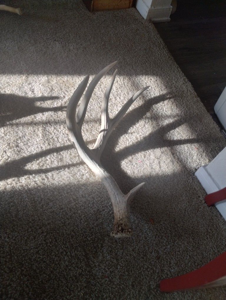 Deer Shed Antlers