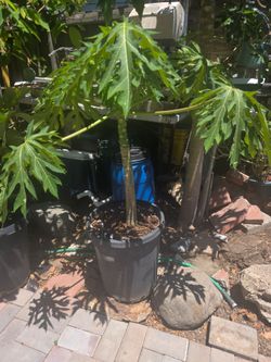 Papaya Tree
