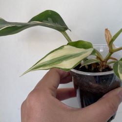 Beautiful Philodendron Rio Sport Plant