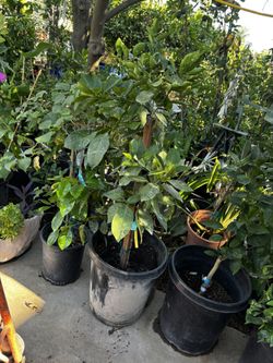 Washington Naval Orange Tr E