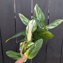 Monstera Standleyana Aurea Variegated Plant 4" Pot - Indoor House Plants 