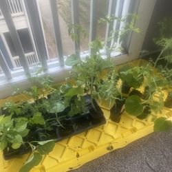 Plants for Sale