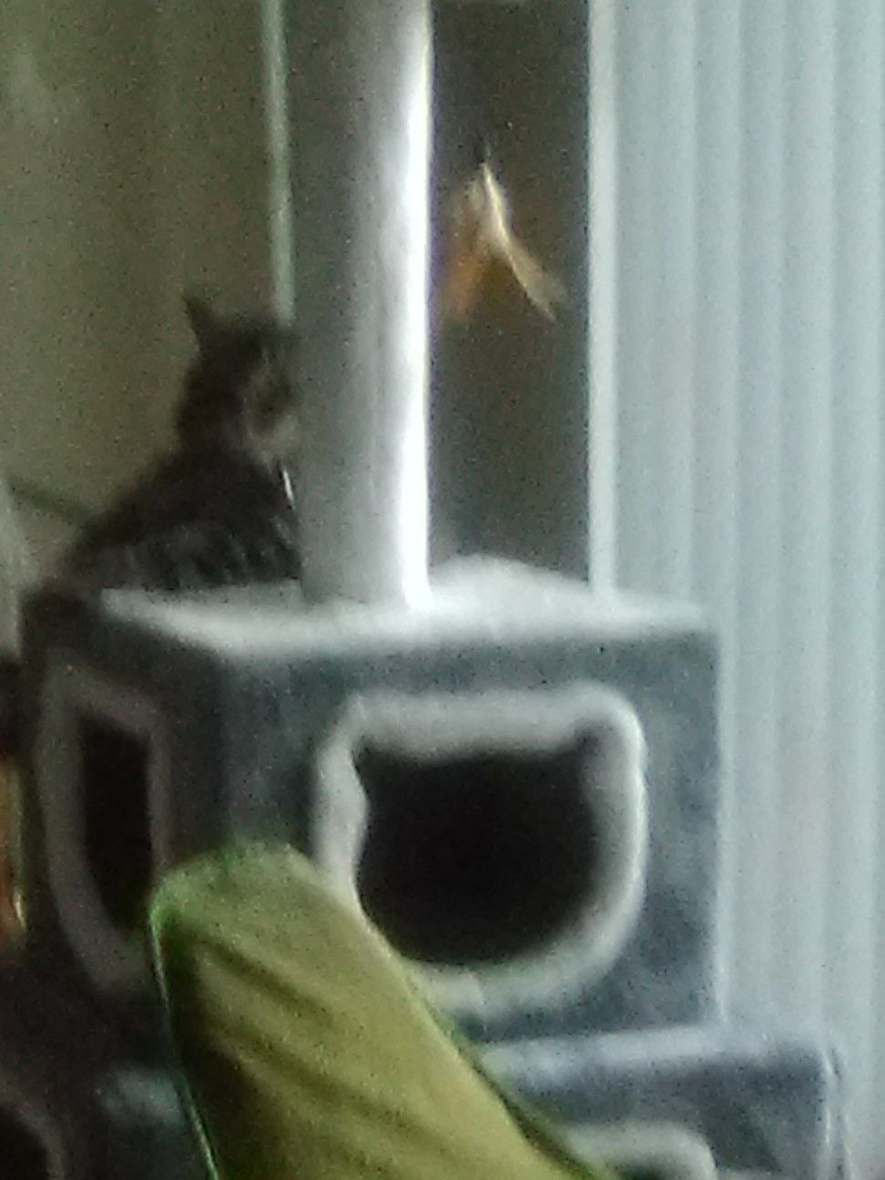 Cat tree brand new