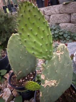 Cactus candy , Dulce de Nopal