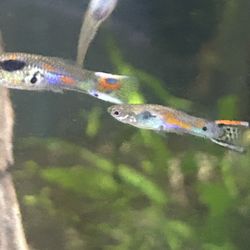 20 Endler’s Livebearers. Mixed Mutts. All Different.