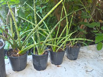 Cylindrical snake plant