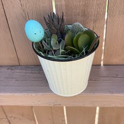 Succulent Arrangement Only 20 Jackson Ridge Ave 