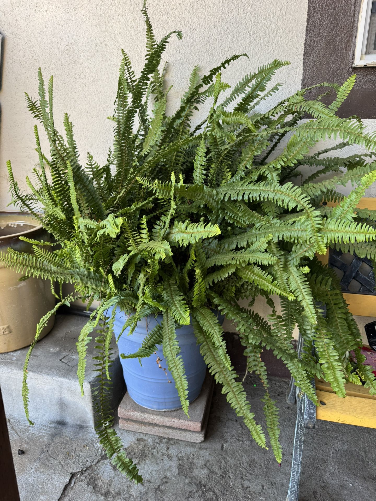 Big Fern plants in aTerracota pots/ Elechos 