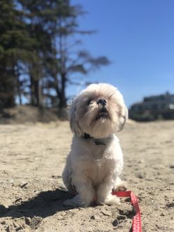 Homemade dog food and treats (healthy all natural)