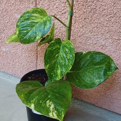 Variegated Giant Leaf Hawaiian Pothos Live Plant 🪴 #3