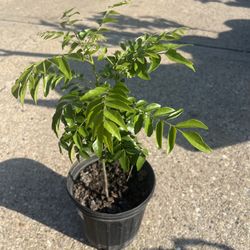 Healthy Bushy Curry Plant 🪴 