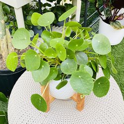 Plants (6”pot with pot & wood stand peperomia Chinese money plants)
