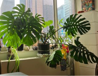 Monstera Deliciosa Tree plant. This is 2 plants in one. I propagated the second one and planted it in the same pot. This plant is huge and sprawling…n