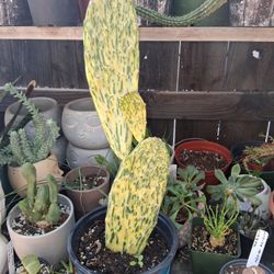 Variegated Sunburst Cactus Plant $10
