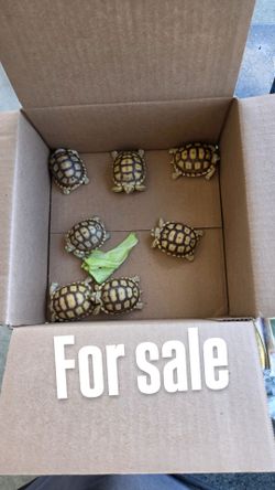 Turtles
