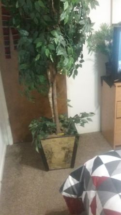 Farke plant 6 ft