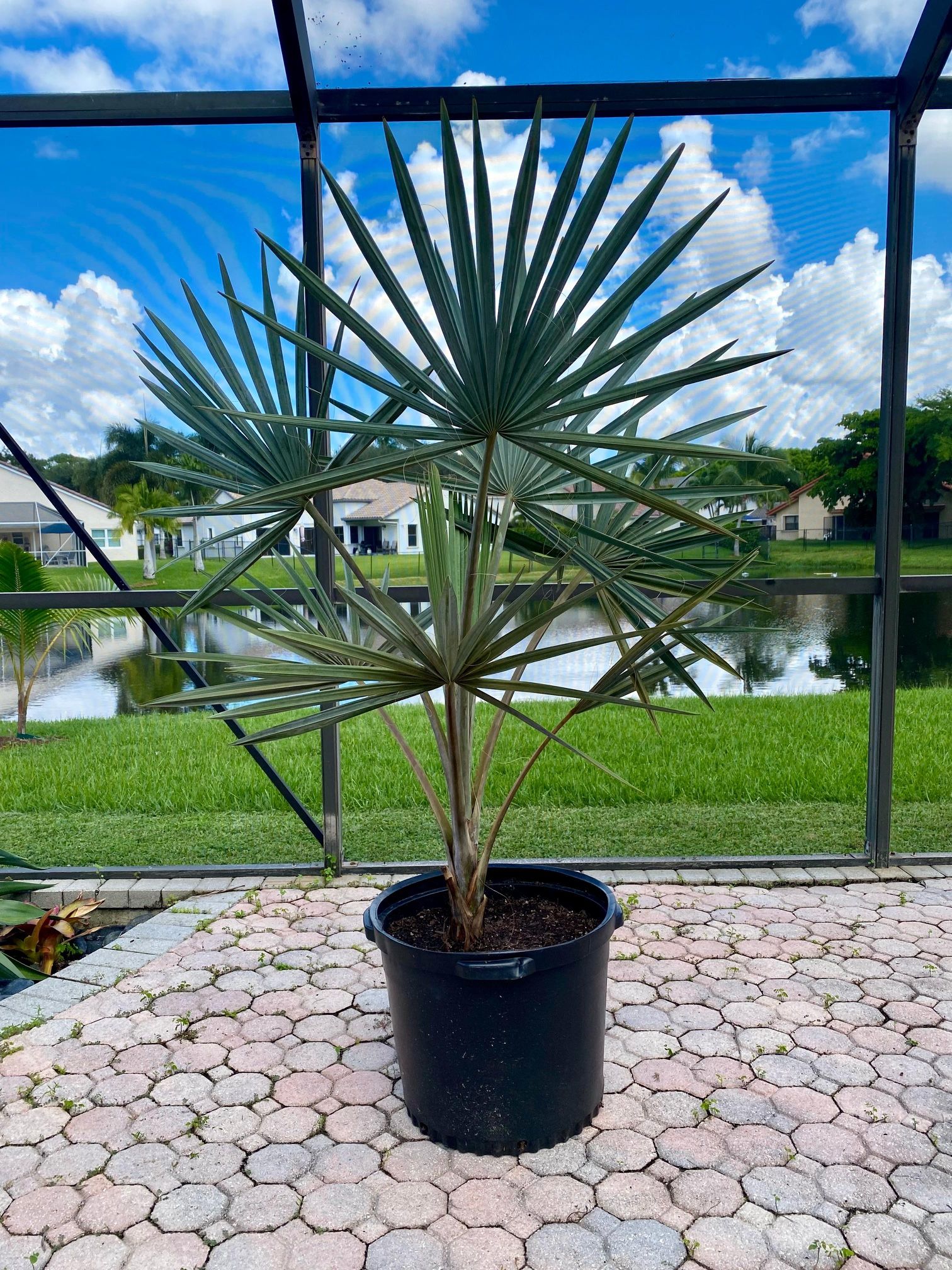 Bismarck palm (Bismarckia palm Tree),All Products : American Fashion Style Bags On Sale