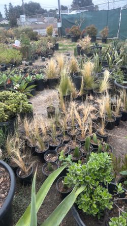 Mexican feather grass