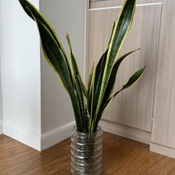 Snake Plant In Vase/Water 