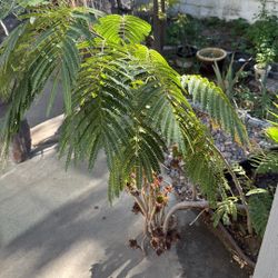 Mimosa Tree