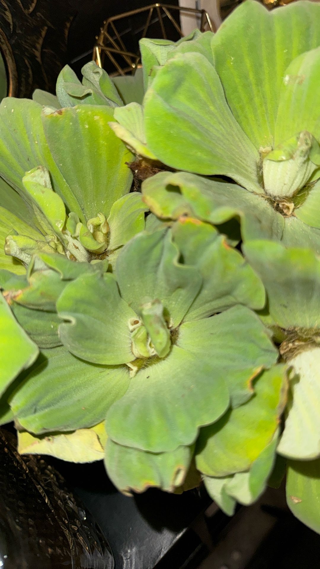 Water Lettuce