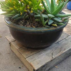 Succulents Plants With Ceramic Pot