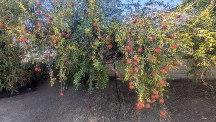Fresh Homegrown Pomegranate -1$ Each
