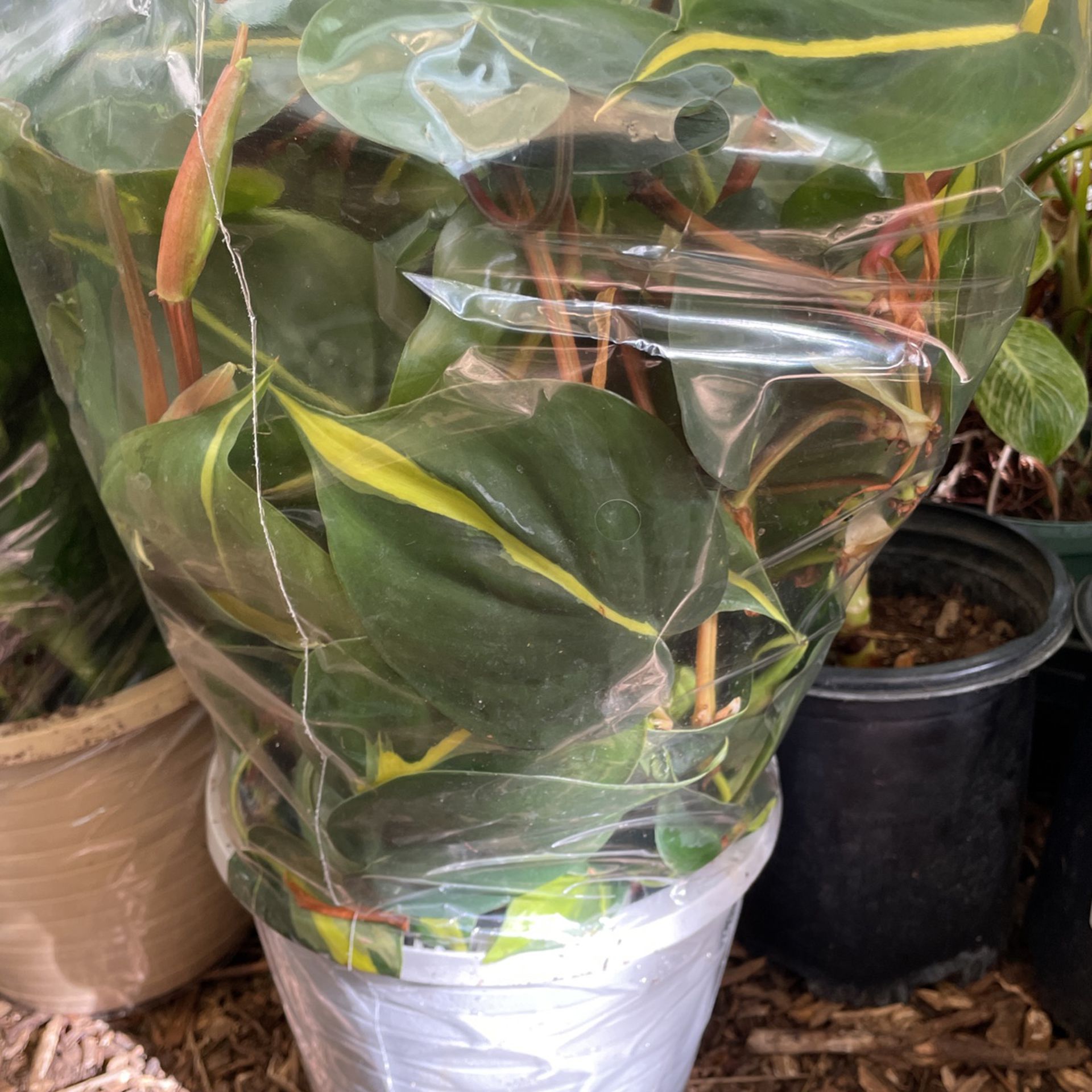 Huge/Full/lush/trailing 3+ft (8” Pot) Philodendron Brazil, Exact Plant, Now$55/was$70; 95820