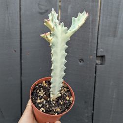 Euphorbia Lactea White Ghost Cactus Plant 4" Pot - Indoor House Plants