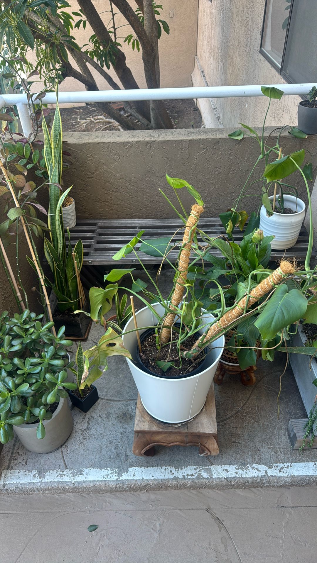 Plants For Sale - Pots/stands Included (See Description For Prices)